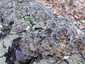 Lepketapló (Trametes versicolor), Budai-hegység